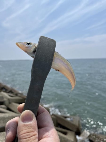 今年初キス釣り