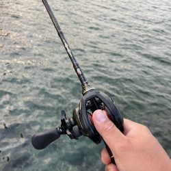 マゴチは裏切らない…