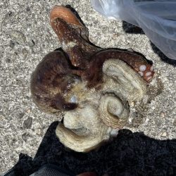 大きいタコを選んで釣る