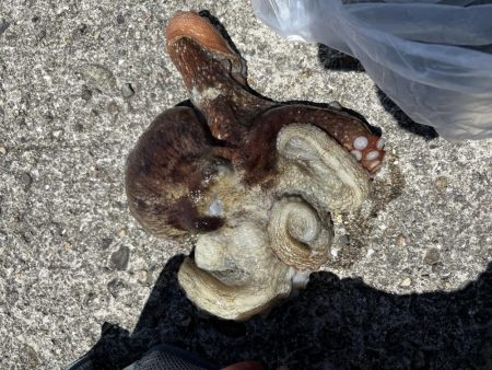 大きいタコを選んで釣る