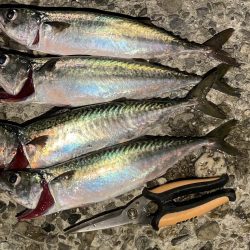 大サバ回遊アリ!