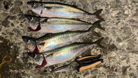 大サバ回遊アリ！