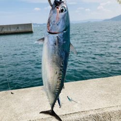 カツオが食べたい