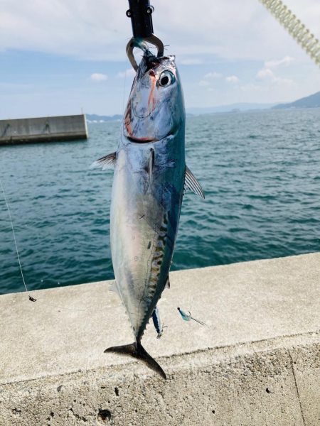 カツオが食べたい