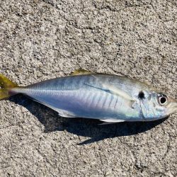 ソウダガツオどこ行った？