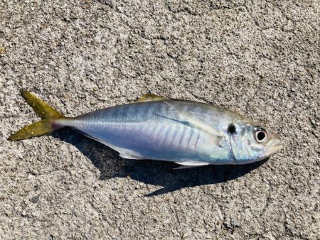 ソウダガツオどこ行った？