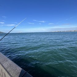 まだまだ豆アジ回遊中