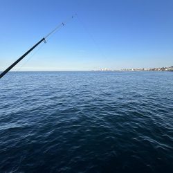 久しぶりイカサマー