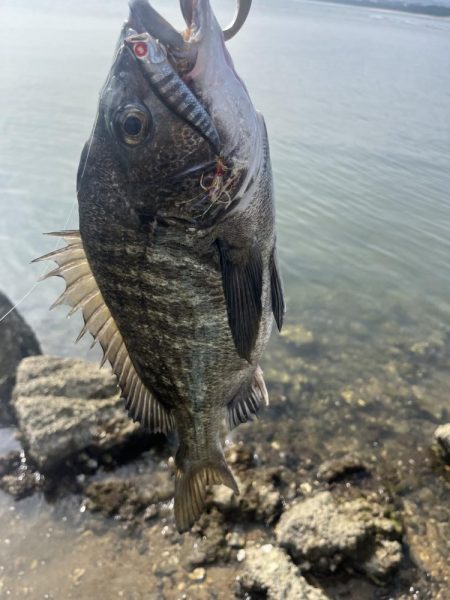 島田川でトップチヌ
