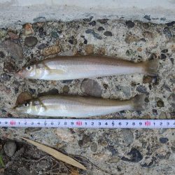 猛暑のキス釣り