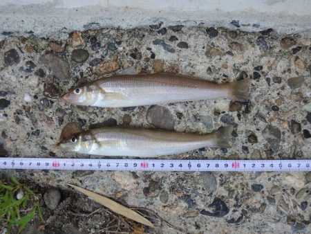 猛暑のキス釣り