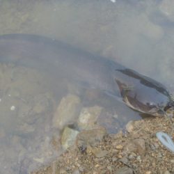 7月のナマズバス