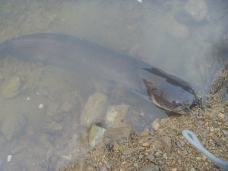 7月のナマズバス