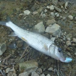 スピナベでバス