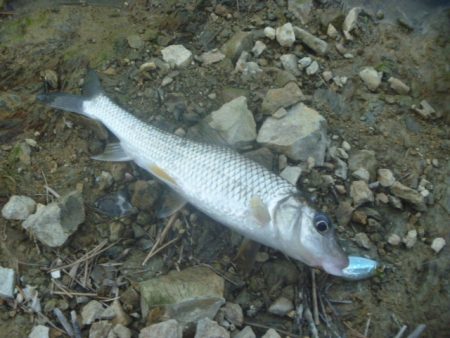 スピナベでバス