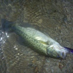 シャッドでバス