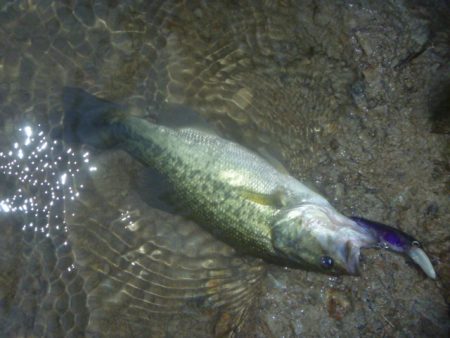 シャッドでバス