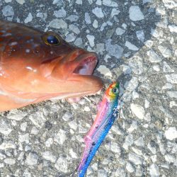 南大阪‼あこう（33）&#x…