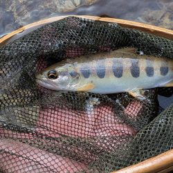 天川上流部で渓流ルアー釣り