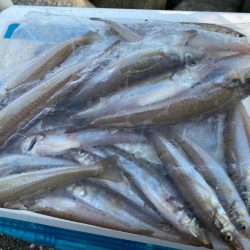 波高移動のシロギスタ