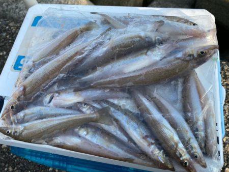 波高移動のシロギスタ