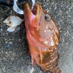 ロックフィッシュゲーム