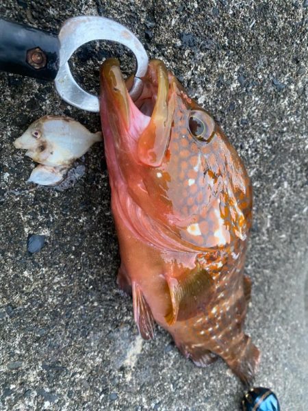 ロックフィッシュゲーム