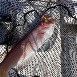 ジグしたりサビキしたり鯛ラバしたり