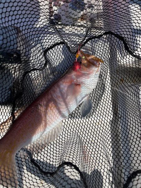 ジグしたりサビキしたり鯛ラバしたり