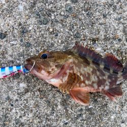 サワラスピン2でガシラにゃー