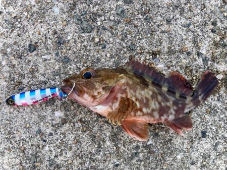 サワラスピン2でガシラにゃー