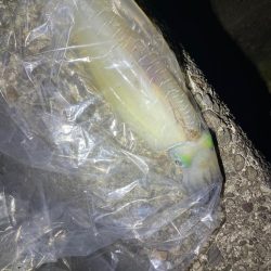 イカはいなイカ?!捜査