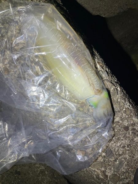 イカはいなイカ？！捜査