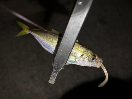 豆しか居ない〜笑笑