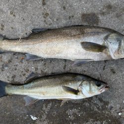 セイゴ狙いでエビ撒き