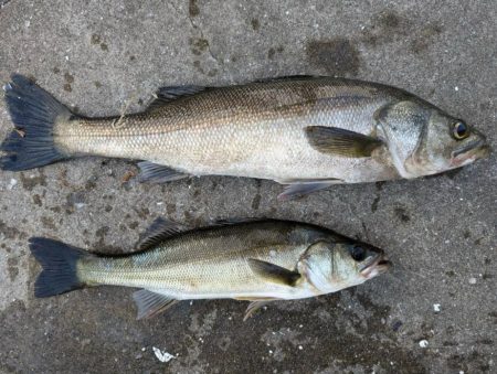 セイゴ狙いでエビ撒き