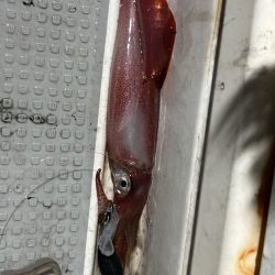 鳥取ケンサキイカ