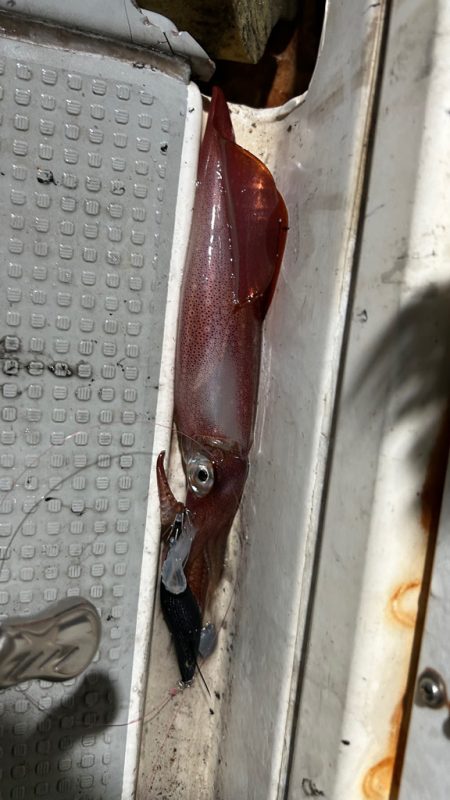 鳥取ケンサキイカ