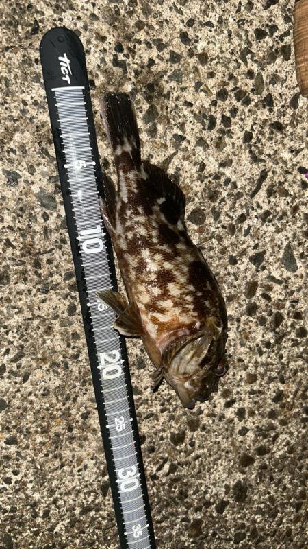 ライトワインド