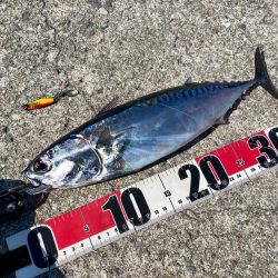 ソウダガツオと良型アジ