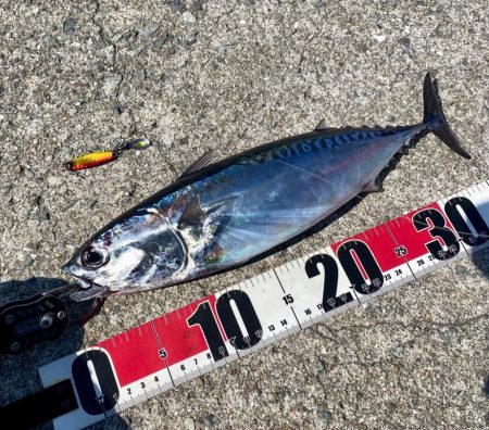 ソウダガツオと良型アジ