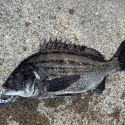 エビ撒きでチヌ釣れました