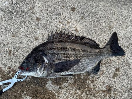 エビ撒きでチヌ釣れました