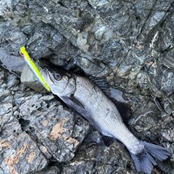 狙い通りと嬉しい外道