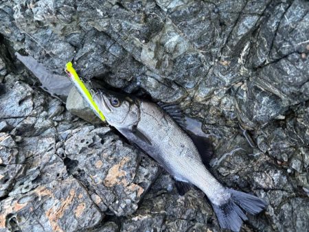 狙い通りと嬉しい外道