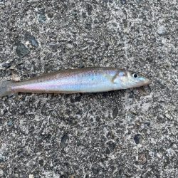 10年振りのキス釣りへ