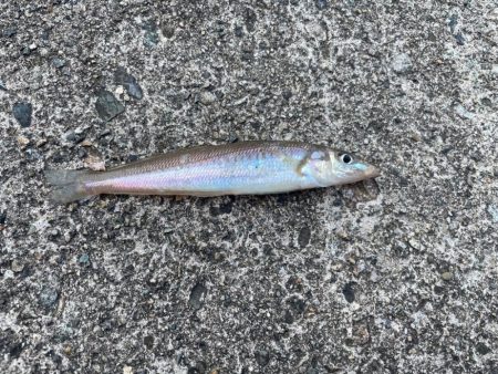 10年振りのキス釣りへ