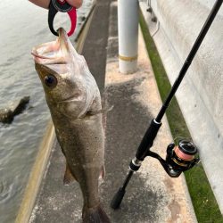 今日はシーバスの気分だった