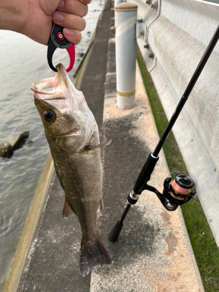 今日はシーバスの気分だった