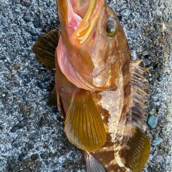 キジハタ狙い！